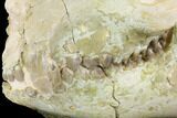 Fossil Oreodont (Merycoidodon) Skull - Wyoming #144151-3